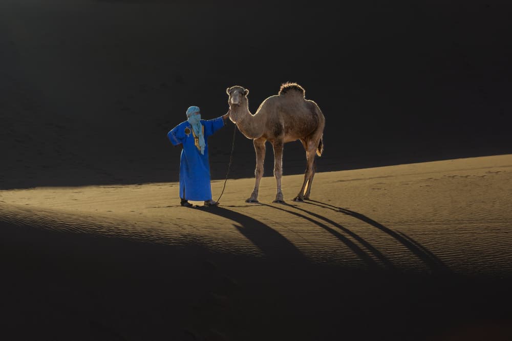Moroccan Desert Camel by Sally Widjaja — canvas wall art