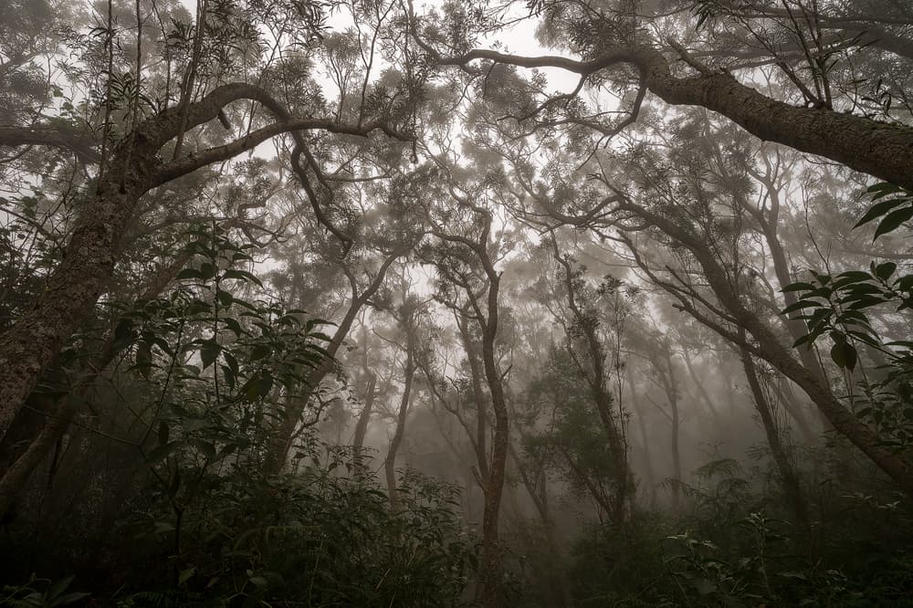 Misty Forest Canopy by Karsten Wrobel — canvas wall art