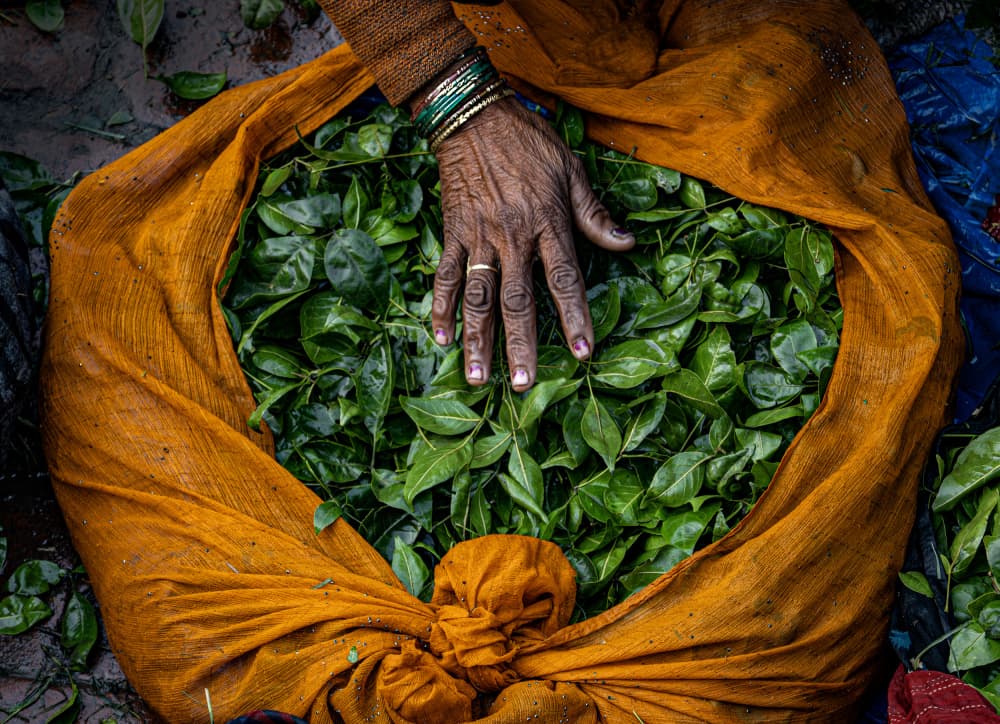 Aged Hand Green Harvest by Linda Wride — canvas wall art