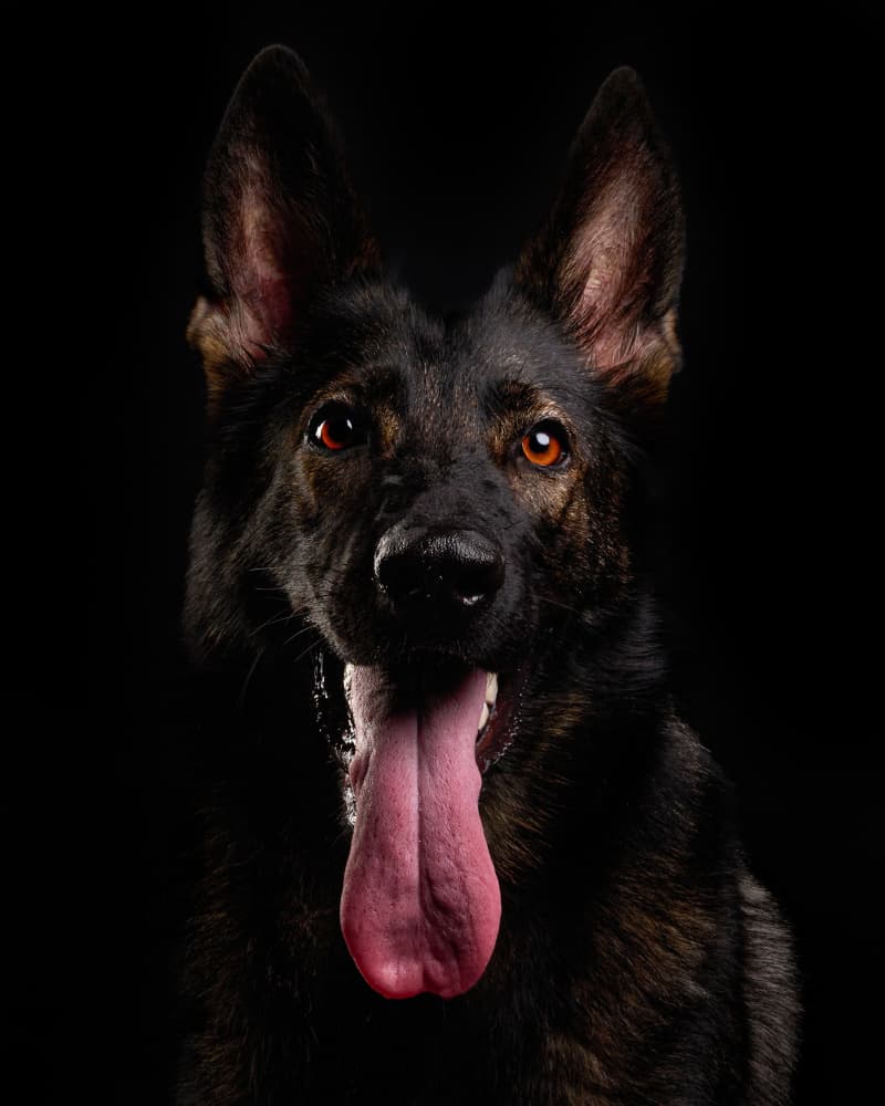 Loyal German Shepherd by Javier del Puerto Photography — canvas wall art