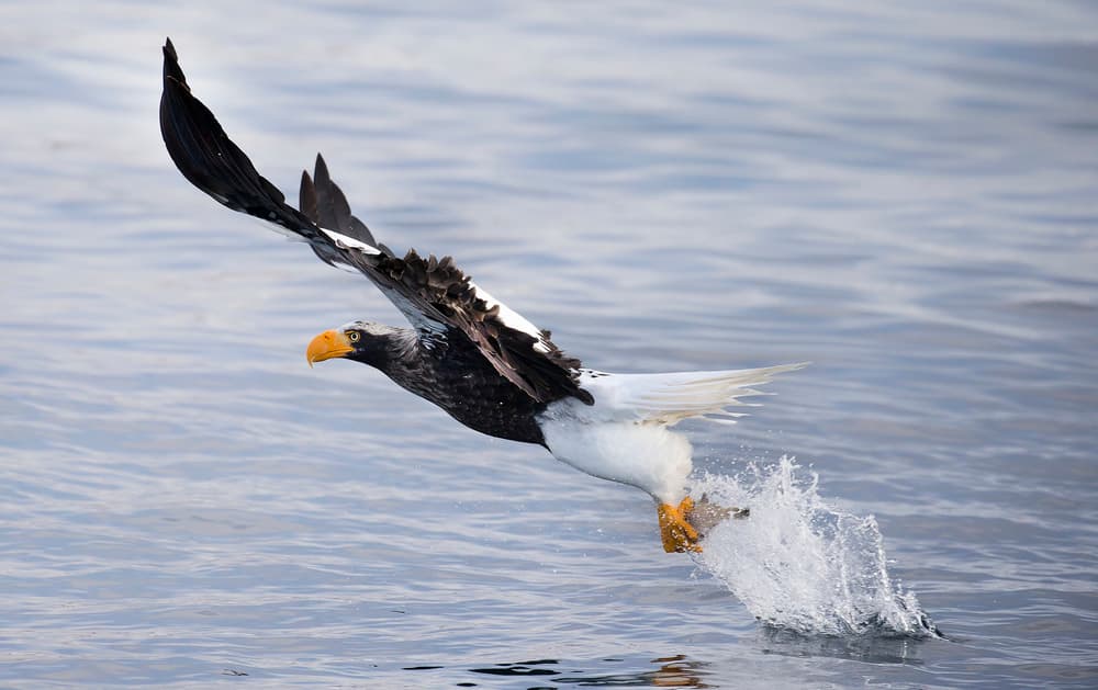 Majestic Eagle Takes Flight by C.S. Tjandra — canvas wall art