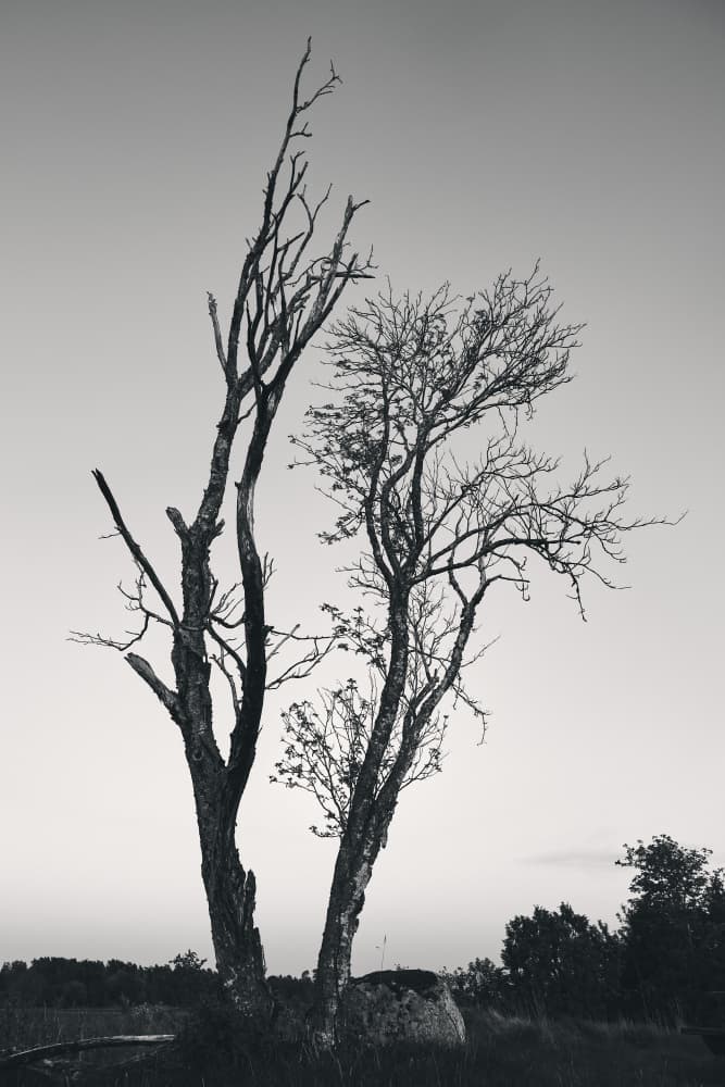 Stark Bare Trees by Hamed Bank — canvas wall art