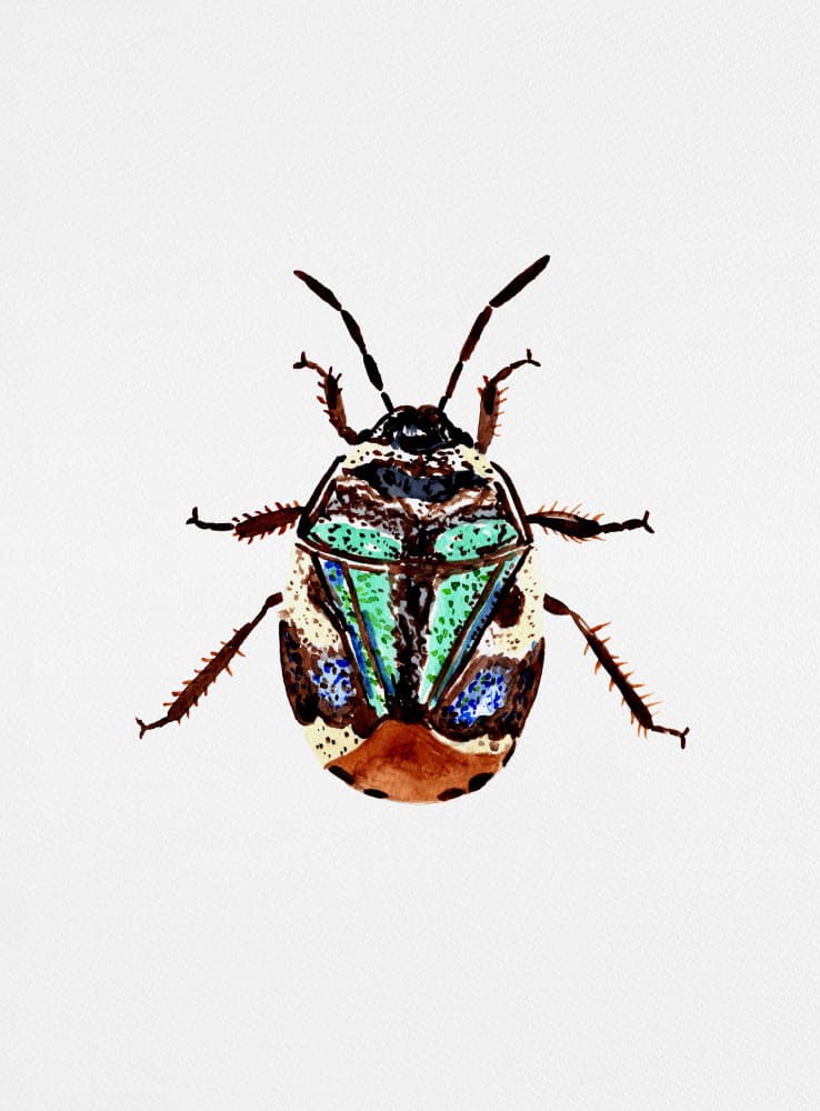 Vibrant Green Beetle by Kata Botanical — canvas wall art
