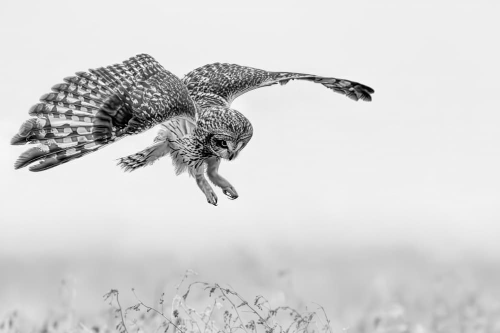 Hunter Owl Descending by Jun Zuo — canvas wall art