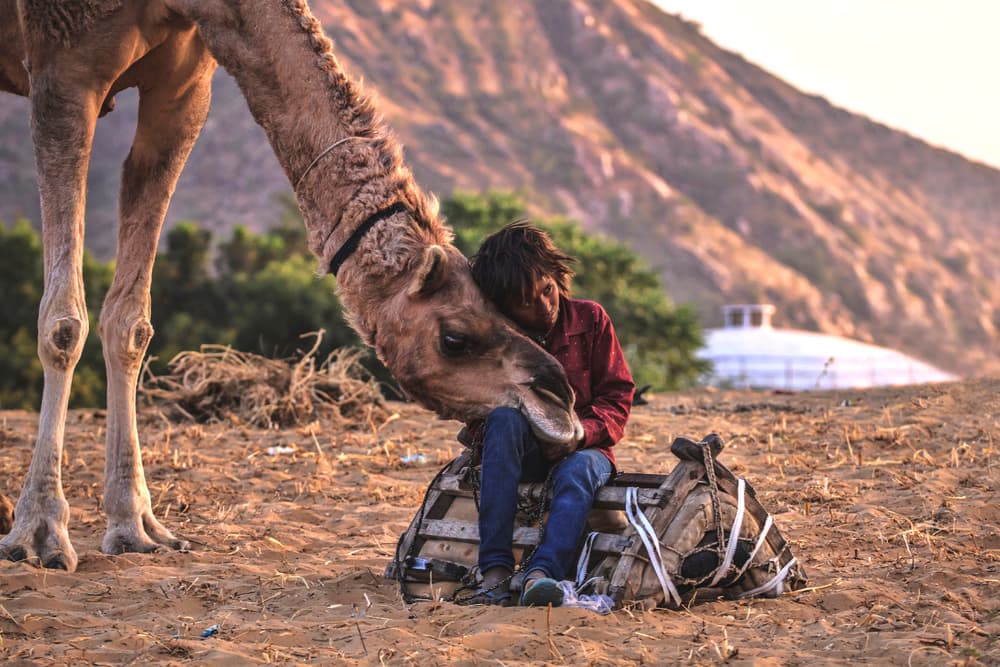 Boy and Camel Bond by Svetlin Yosifov — canvas wall art