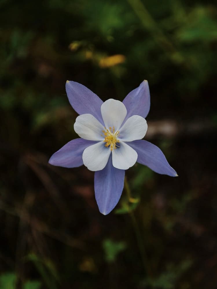 Purple Columbine Blossom by Del Mundo Portraits — canvas wall art