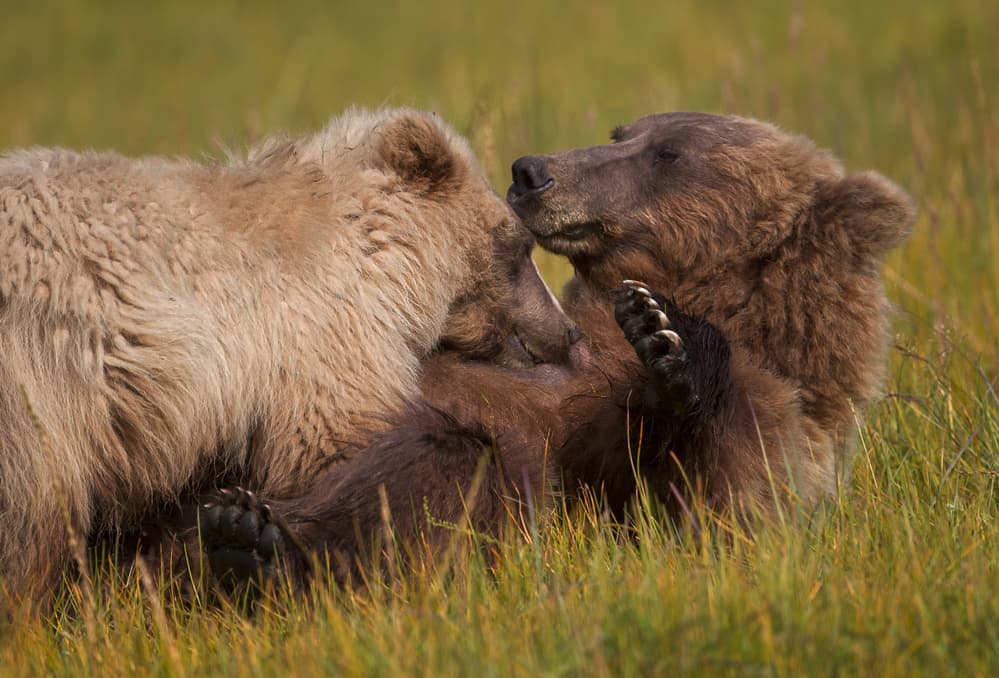 Playful Grizzly Bears by Alfred Forns — canvas wall art