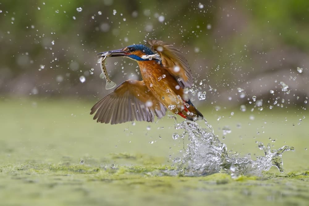 Kingfisher Perfect Catch by Marco Redaelli — canvas wall art