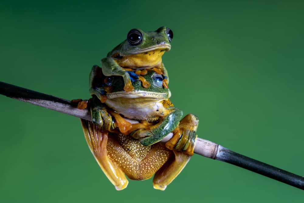 Stacked Green Tree Frogs by Sally Widjaja — canvas wall art