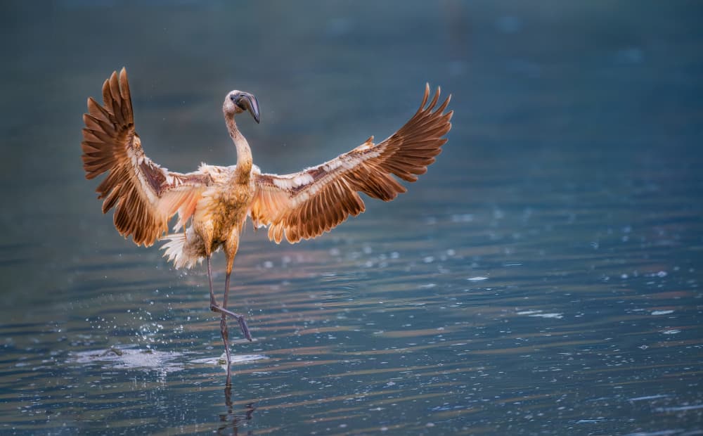 Flamingo Takes Flight by Allen SDCA — canvas wall art