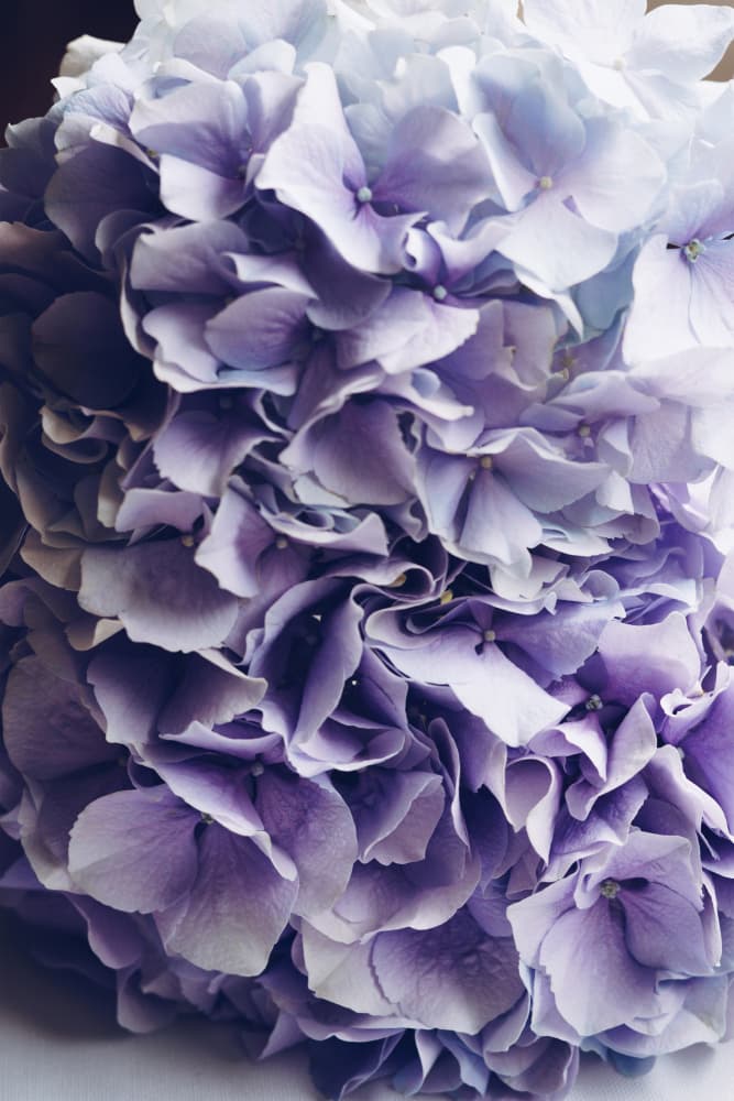 Vibrant Purple Hydrangea Flowers by uplusmestudio — canvas wall art