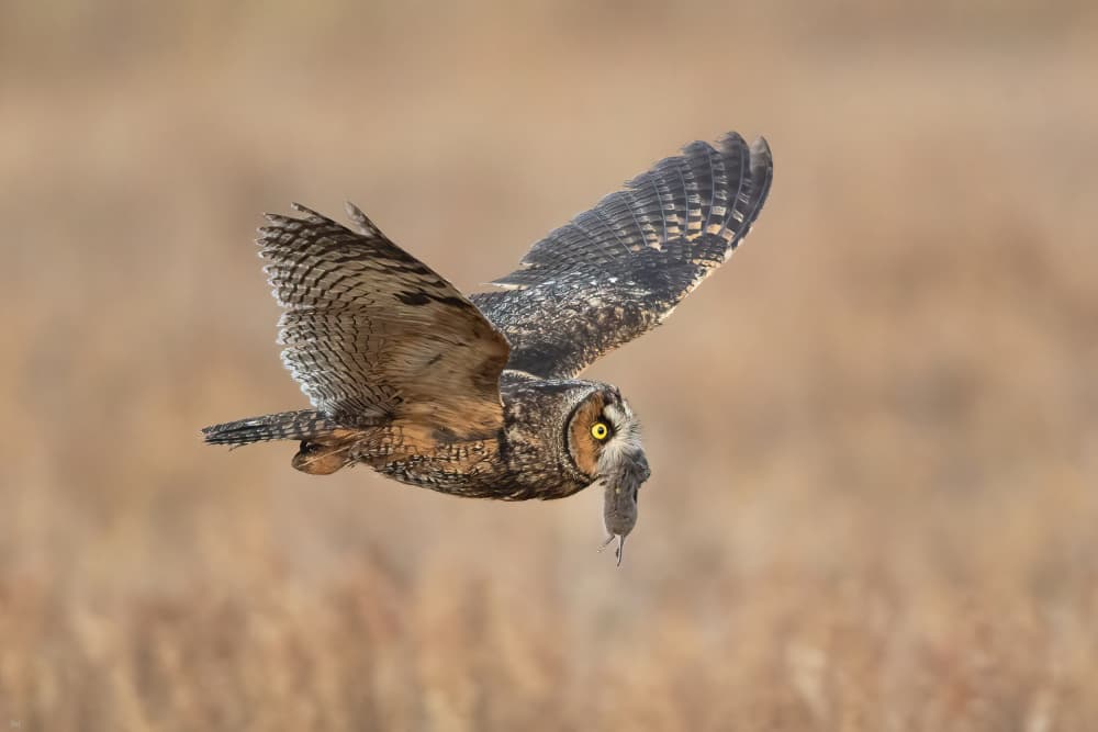 Owl in Flight with Prey by Bill Lu — canvas wall art