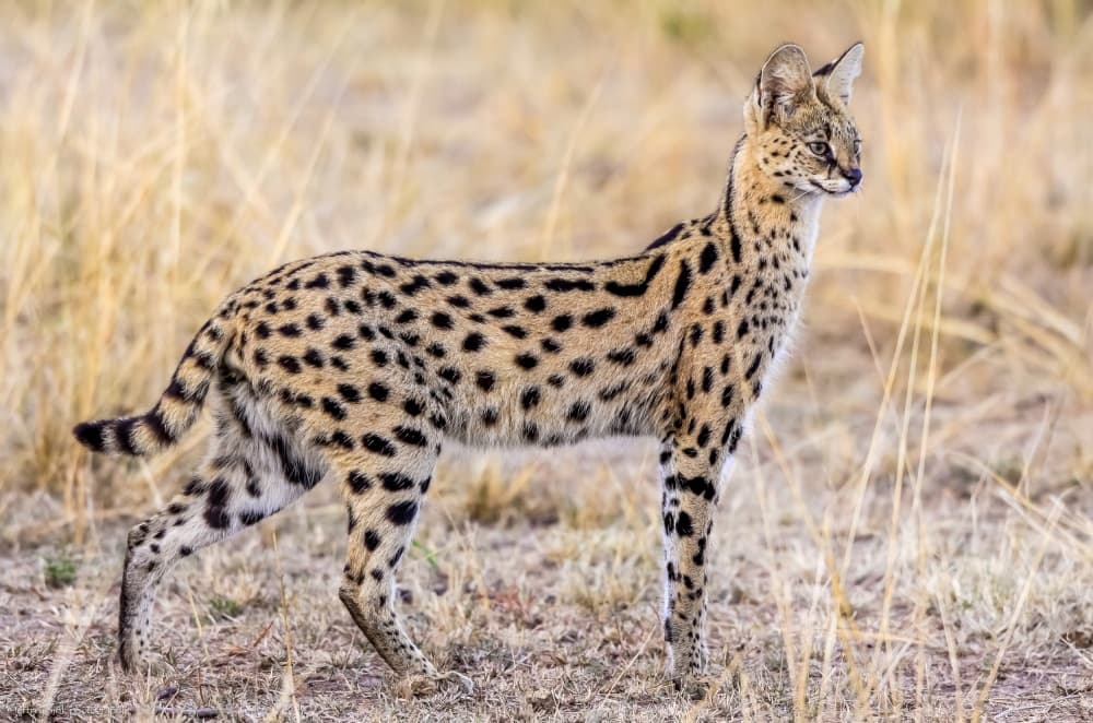 Wild African Serval by Jeffrey C. Sink — canvas wall art