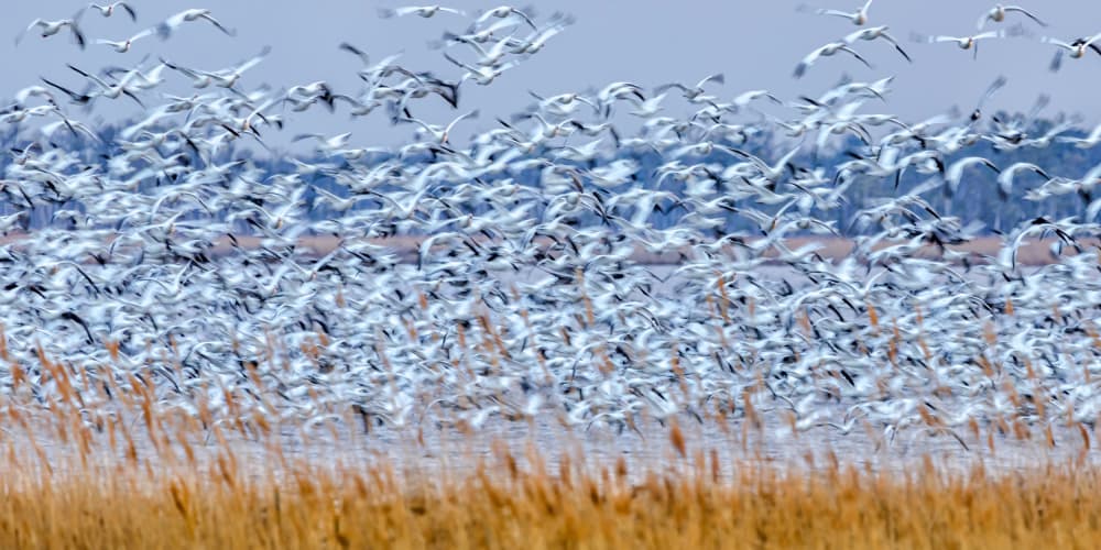 White Geese In Flight by Xiaohong Zhang — canvas wall art