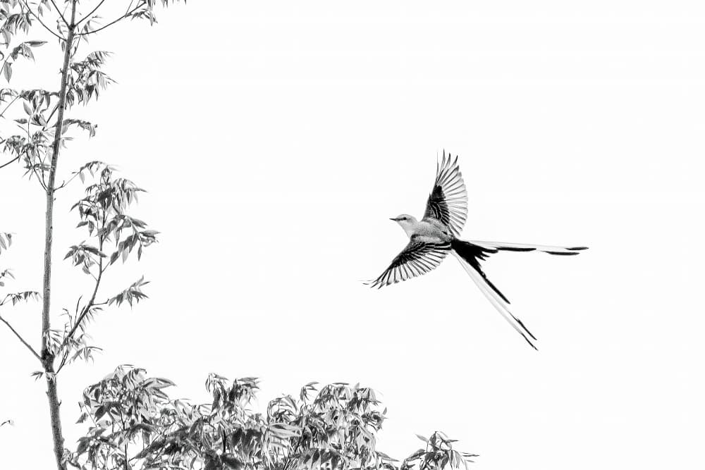 Graceful Bird Soaring by Mike He — canvas wall art