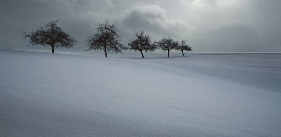Bare Trees Winter Landscape by Nicolas Schumacher — canvas wall art