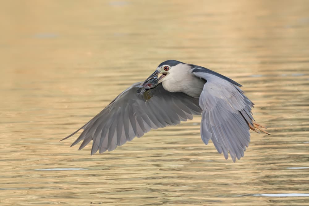 Heron's Golden Catch by Guy Wilson — canvas wall art