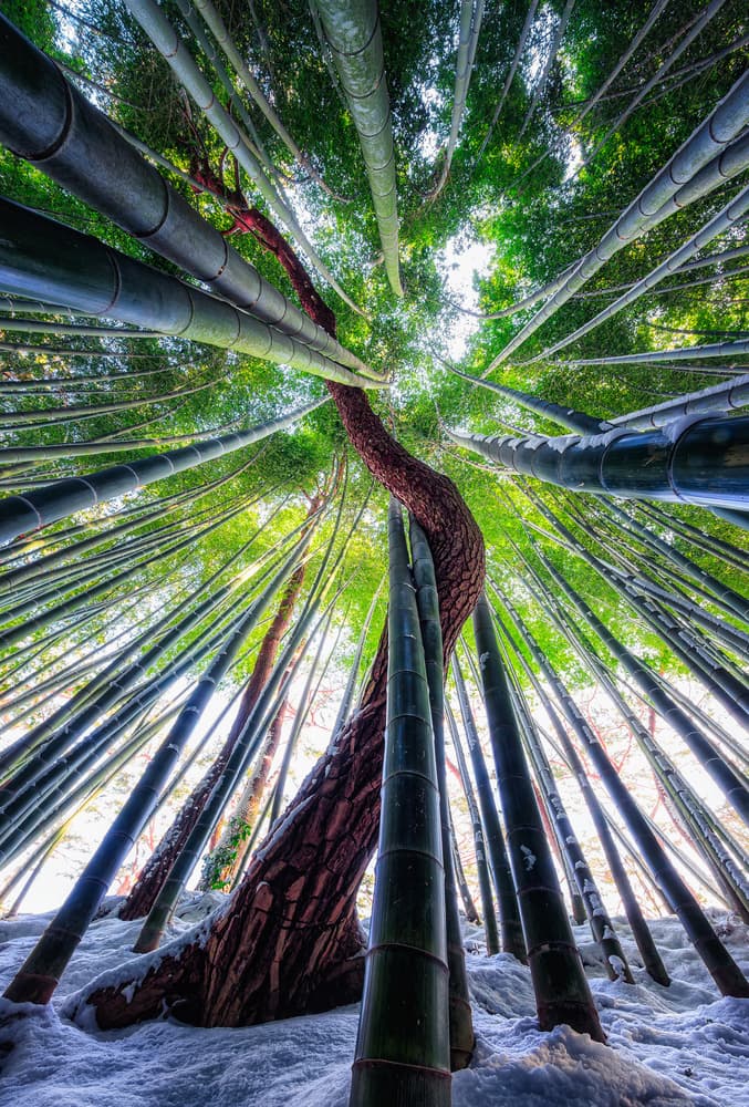 Winding Tree Bamboo Grove by Tiger Seo — canvas wall art
