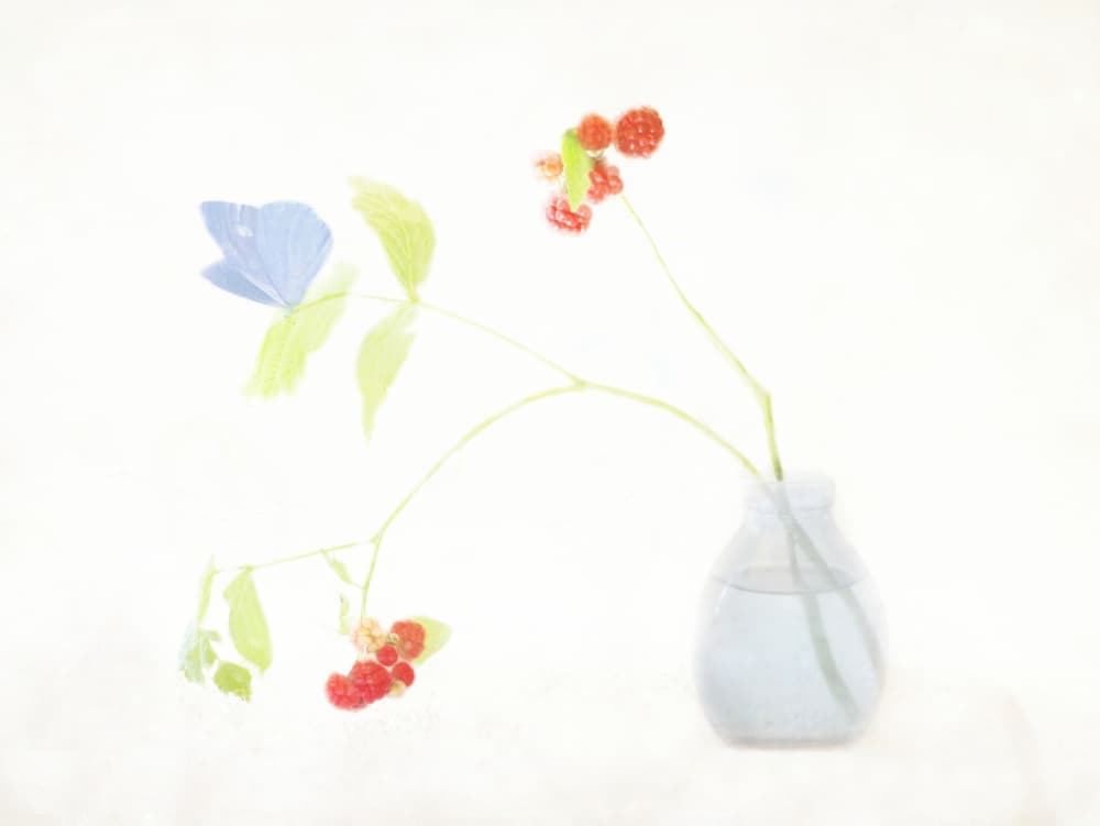 Ethereal Butterfly Still Life by Delphine Devos — canvas wall art