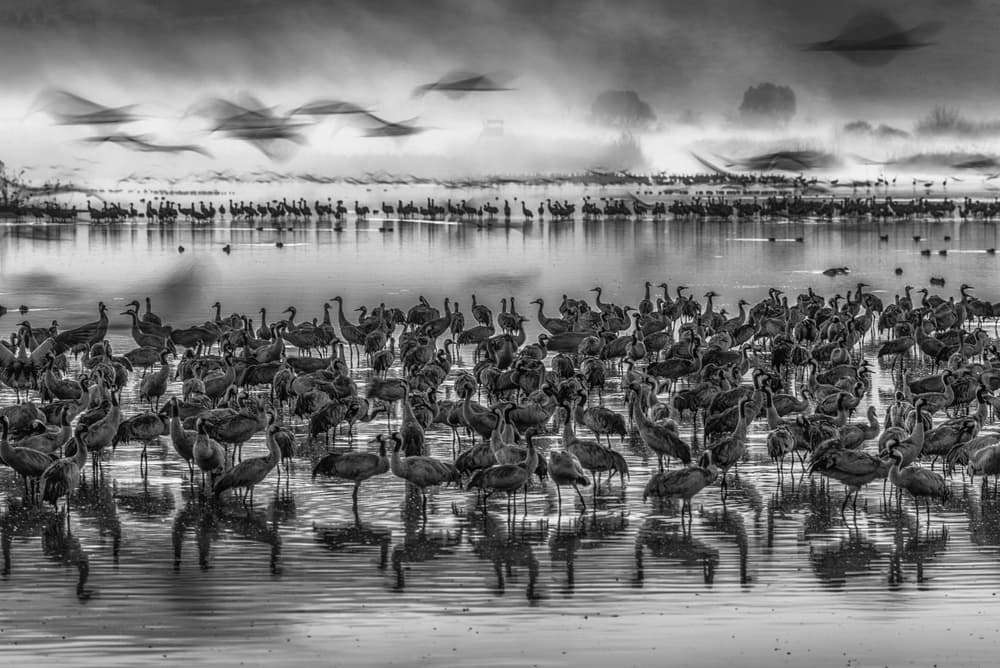 Misty Wetlands Cranes by Keren Or — canvas wall art