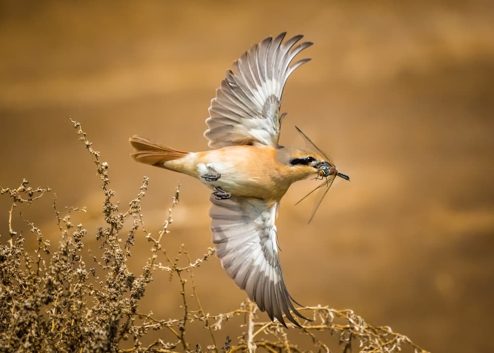 Golden Hour Catch by Faisal ALnomas — canvas wall art
