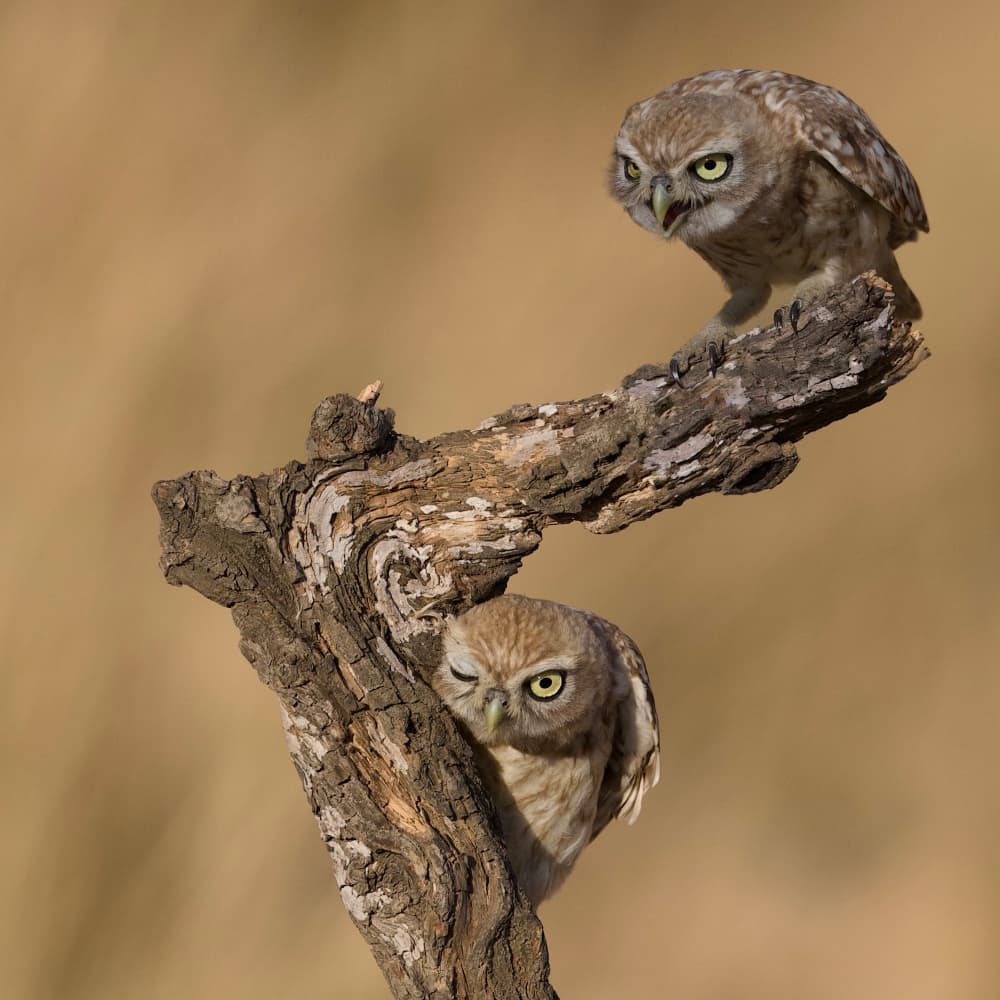 Feisty Winking Owls by David Manusevich — canvas wall art