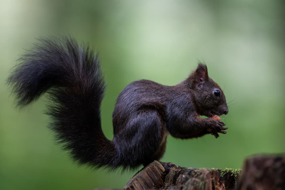 Black Squirrel Forest Meal by Bjoern Alicke — canvas wall art