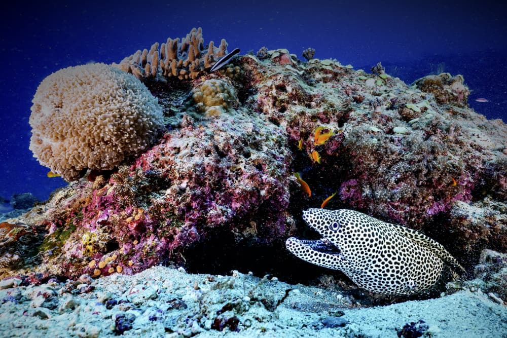 Spotted Moray Coral Reef by Serge Melesan — canvas wall art