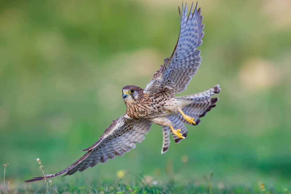 Kestrel In Flight by David Manusevich — canvas wall art