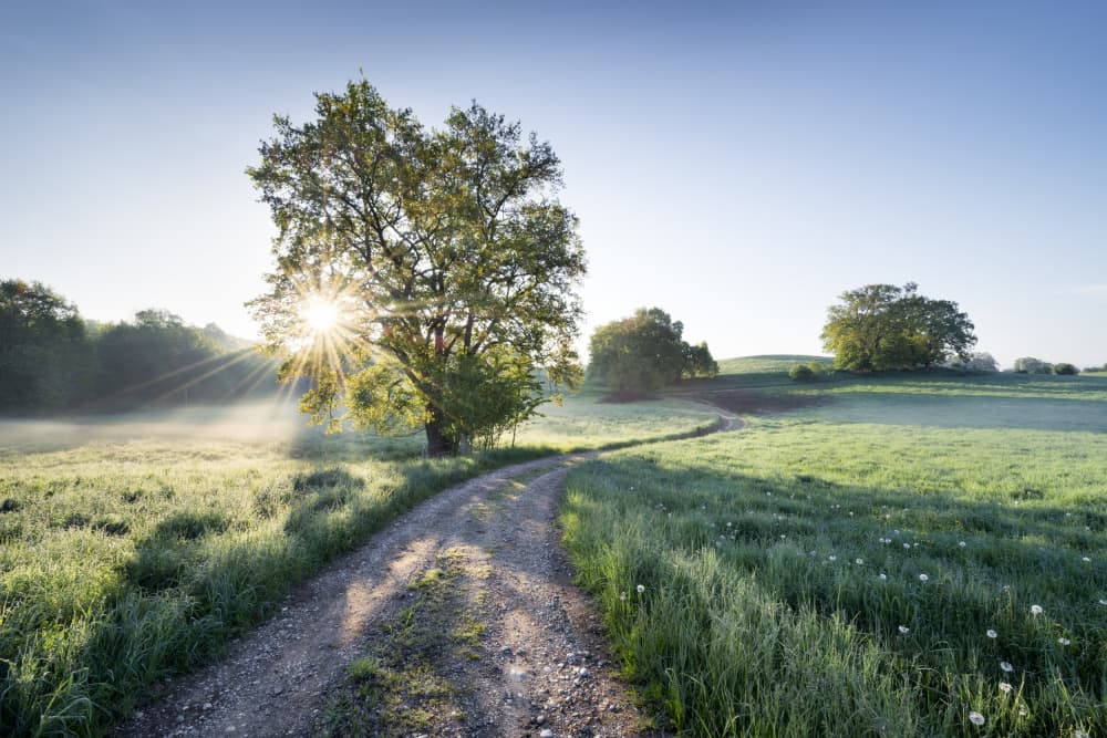 Spring Path by Stefan Hefele — canvas wall art