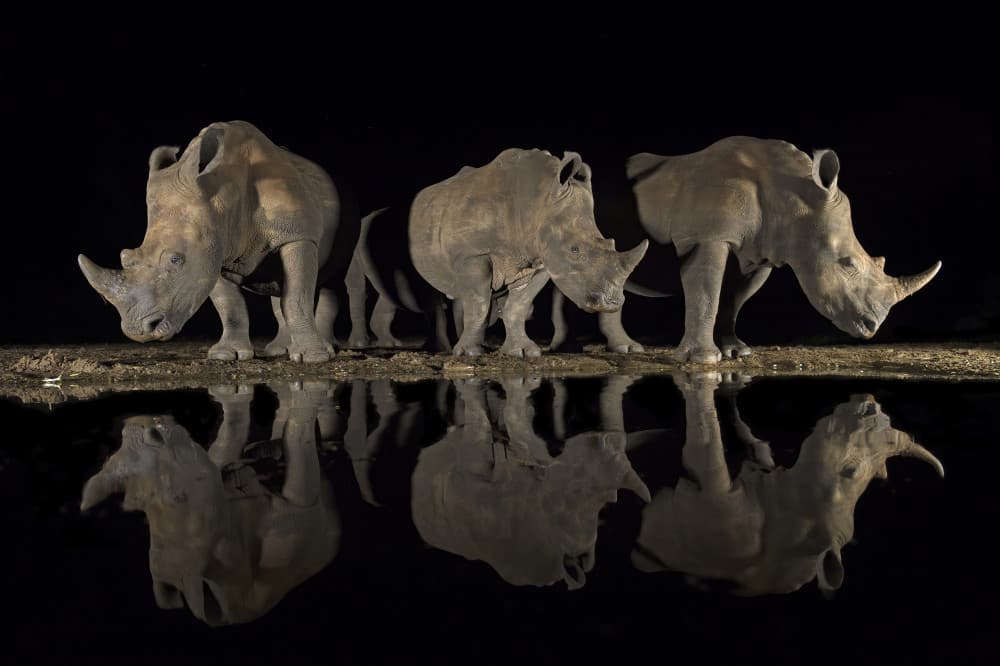 Nighttime Rhino Reflections by Marco Pozzi — canvas wall art
