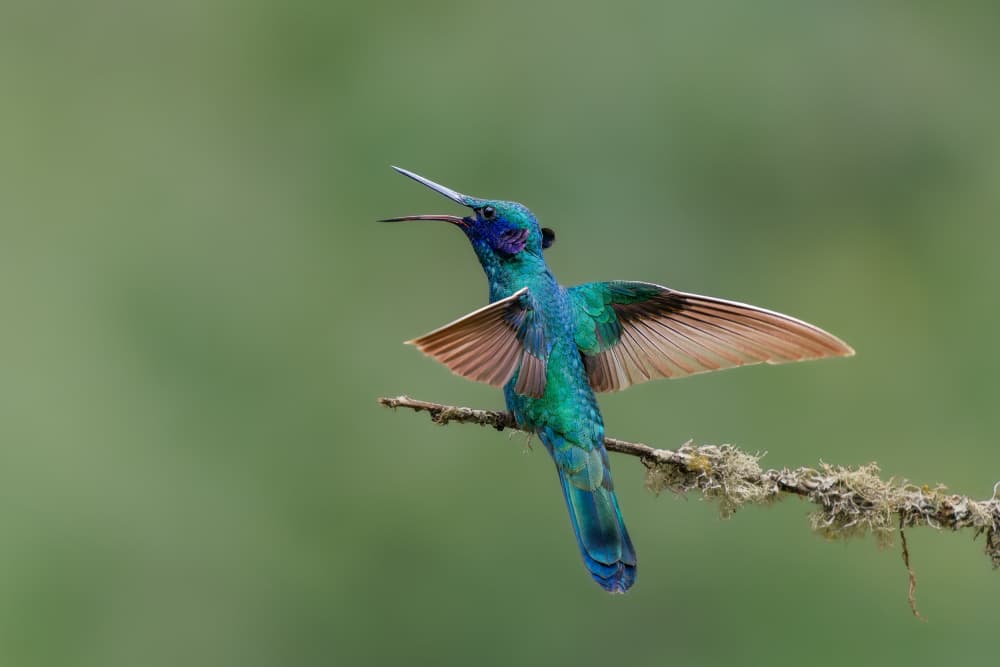 Vibrant Hummingbird Song by Rajat Dhesi — canvas wall art