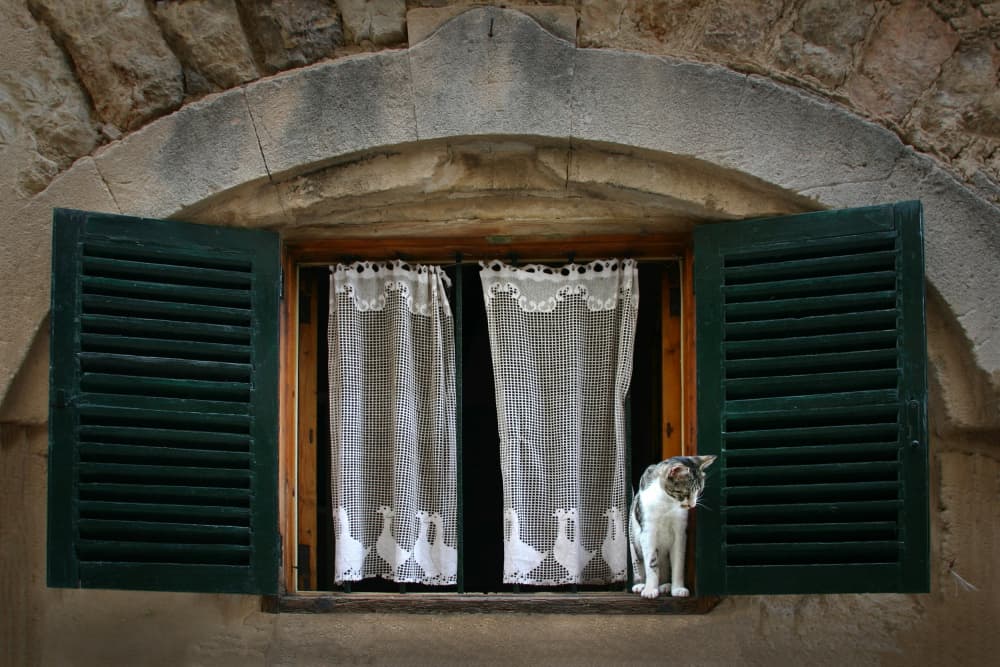Window Cat by Hans-Wolfgang Hawerkamp — canvas wall art