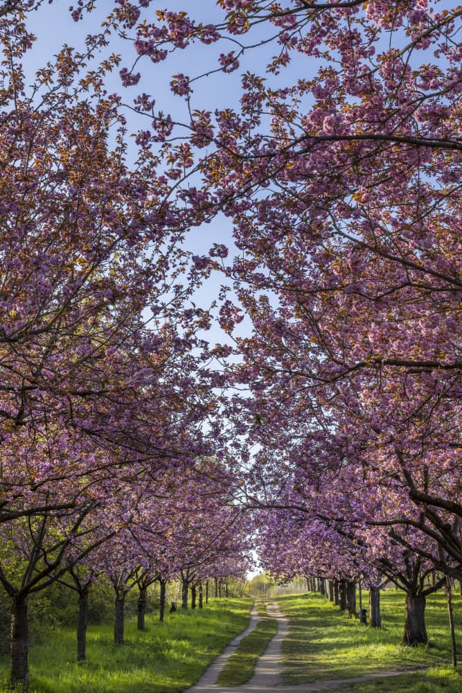 Spring Blossom Tunnel by Melanie Viola — canvas wall art