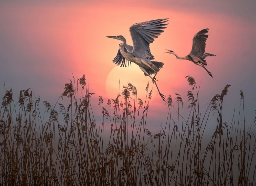 Herons Flying at Sunset by אייל בר אור • Eyal Bar Or — canvas wall art