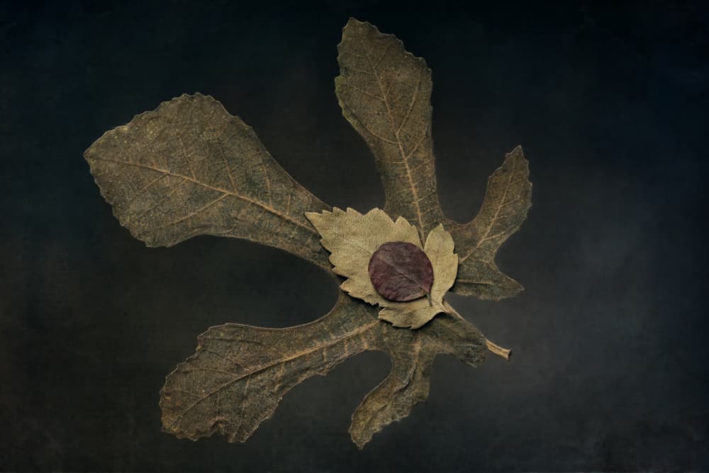 Dried Leaves Still Life by Cicek Kiral — canvas wall art