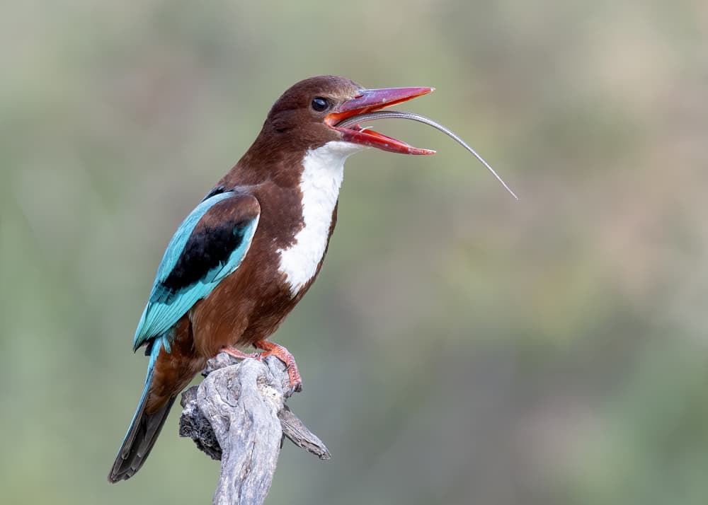 Kingfisher's Fresh Catch by Eyal Amer — canvas wall art