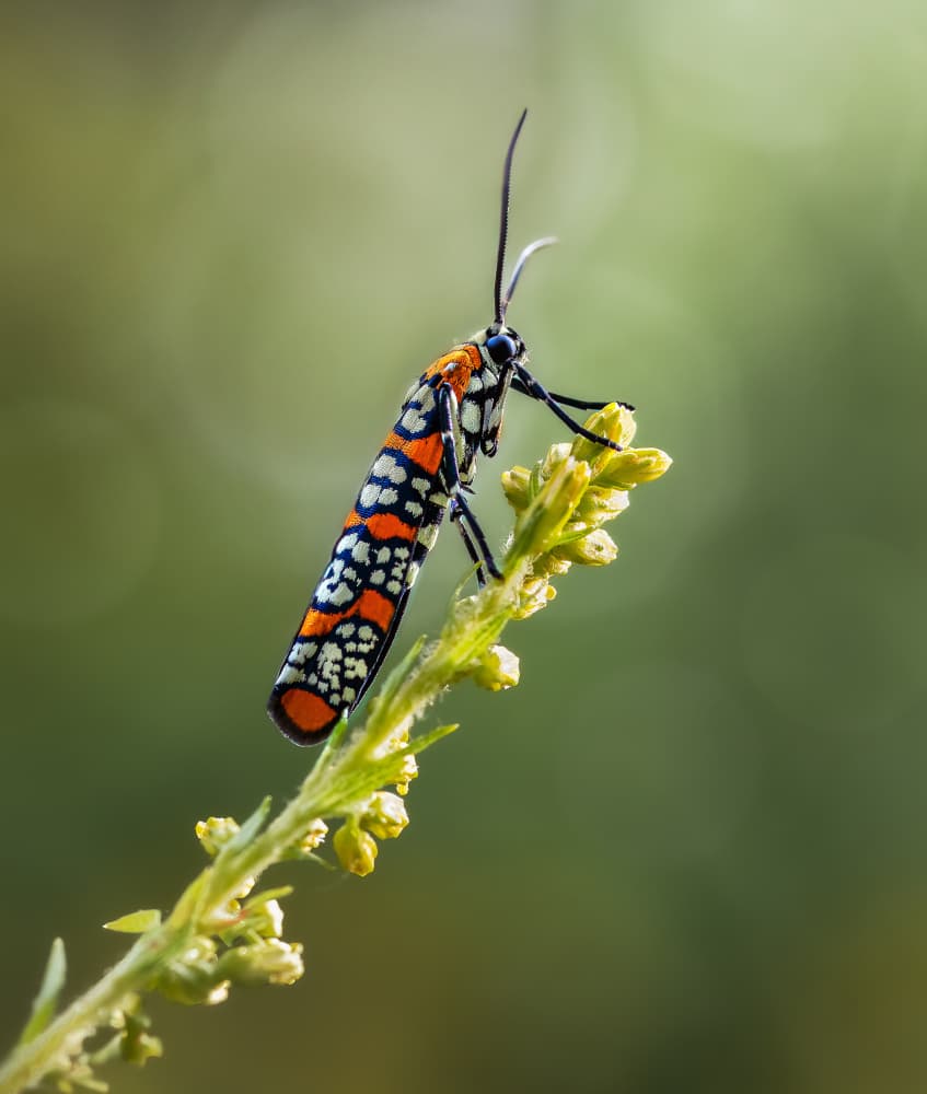 Vibrant Patterned Moth by Atul Saluja — canvas wall art