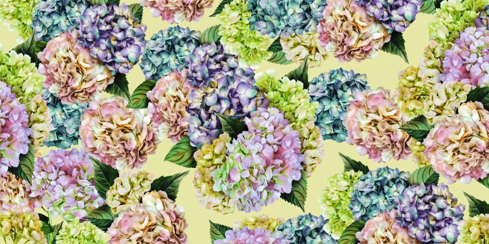 Hydrangeas_Mustard by Sue Skellern — canvas wall art