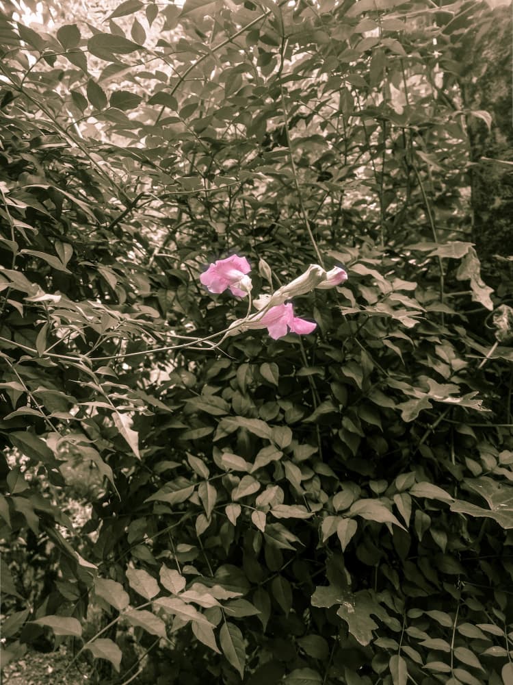 Vintage Pink Flowers by Josie George — canvas wall art