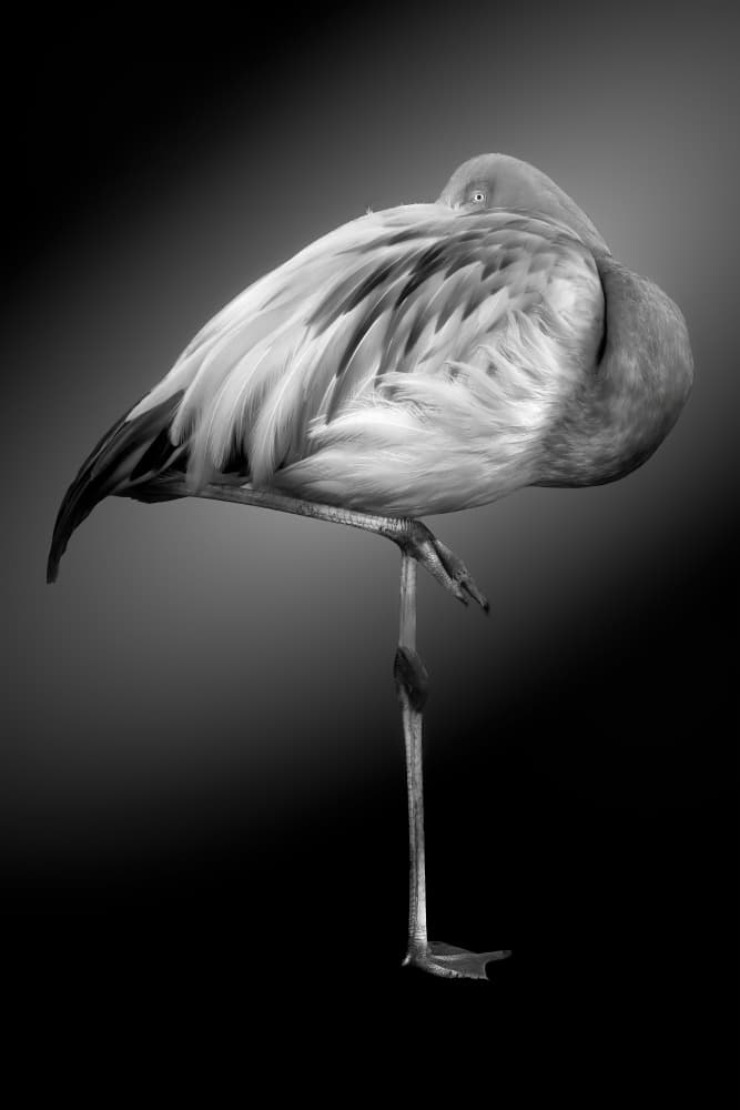Elegant Black Flamingo by Alex Zhao — canvas wall art