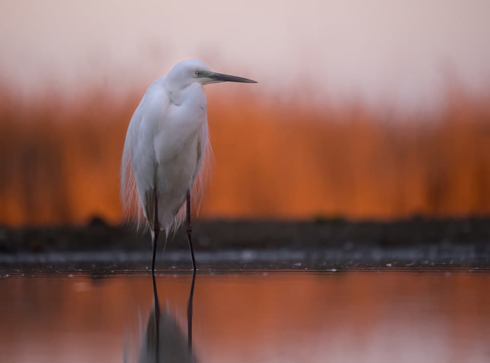 Golden Hour Egret by Corry DeLaan — canvas wall art