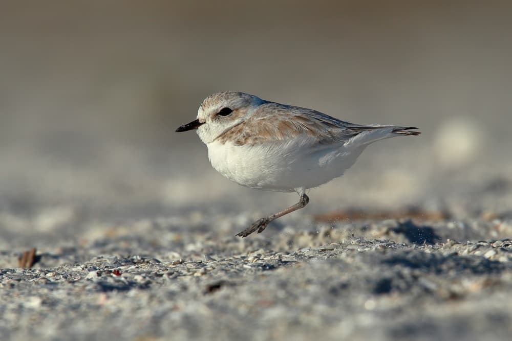 Delicate Shorebird Run by Nicolás Merino — canvas wall art