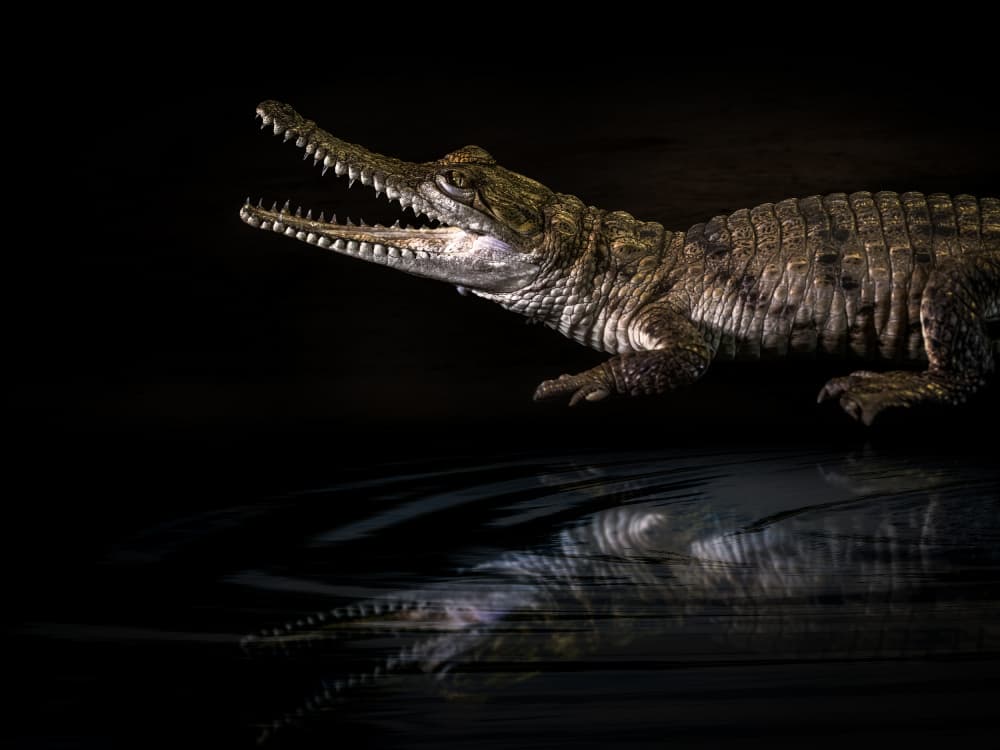 Night Predator Reflection by Frank Ma — canvas wall art