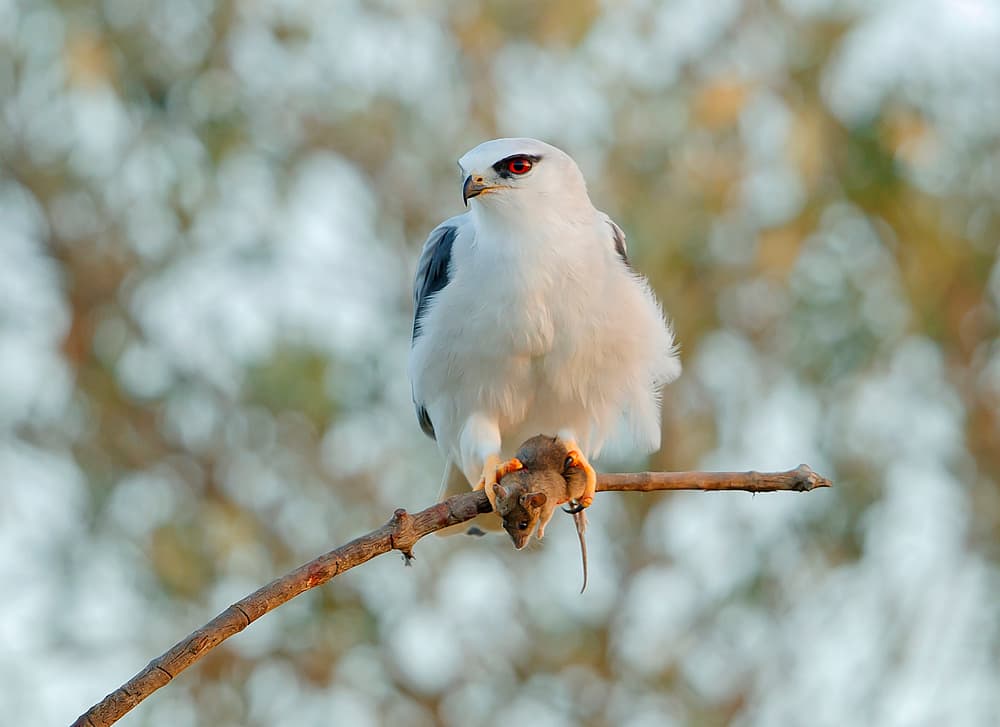 Red-Eyed Kite Hunter by Shlomo Waldmann — canvas wall art
