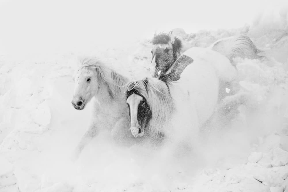Wild Horses Winter Run by Bingo Z — canvas wall art