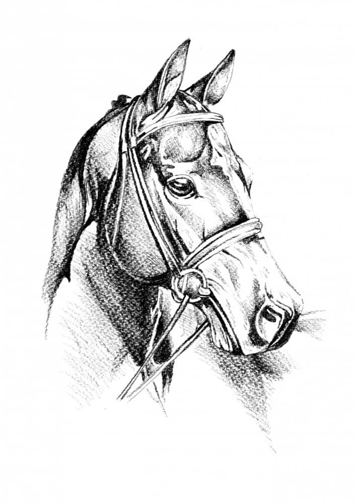 Majestic Horse Drawing by Kulik — canvas wall art