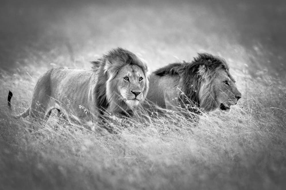Powerful African Lion Duo by Jeffrey C. Sink — canvas wall art