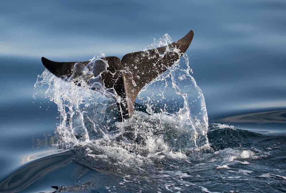 Whale Tail Splash by C.S. Tjandra — canvas wall art