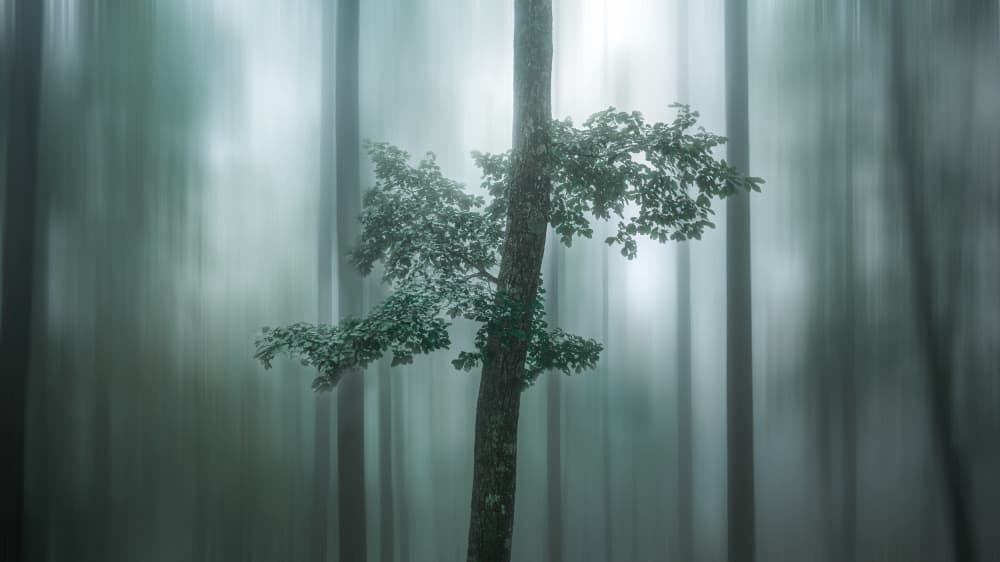 Misty Forest Dream by Masaki Sugita — canvas wall art